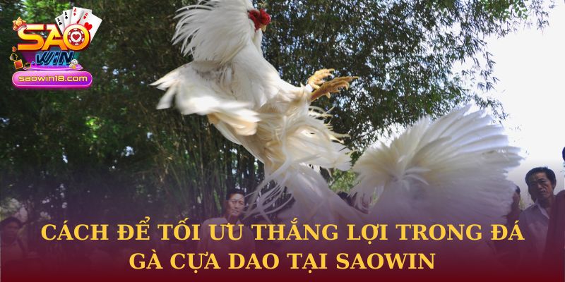 Đá Gà Cựa Dao - Kỹ Thuật Và Chiến Lược Thắng Lợi Chuẩn Xác 3 Cách để tối ưu thắng lợi trong đá gà cựa dao tại Saowin