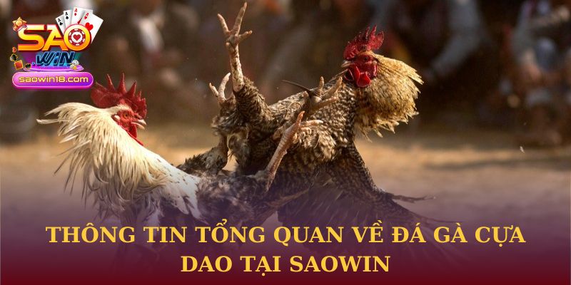 Đá Gà Cựa Dao - Kỹ Thuật Và Chiến Lược Thắng Lợi Chuẩn Xác 1 Thông tin tổng quan về đá gà cựa dao tại Saowin